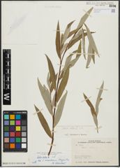 Foto von Salix alba L.